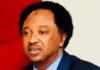 Gumi, other terrorists sympathizers should be bundled to Sambisa Forest to preach to the killers —Shehu Sani