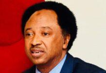 Gumi, other terrorists sympathizers should be bundled to Sambisa Forest to preach to the killers —Shehu Sani