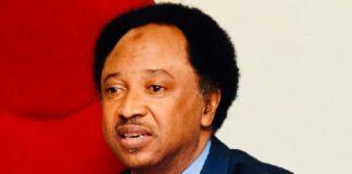 Gumi, other terrorists sympathizers should be bundled to Sambisa Forest to preach to the killers —Shehu Sani